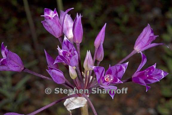 allium peninsulare 3 graphic